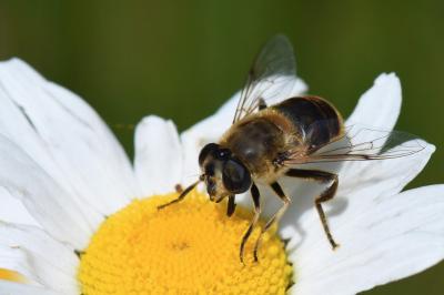 <i>Eristalis tenax</i>