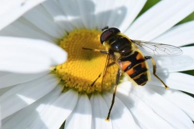 <i>Myathropa florea</i>