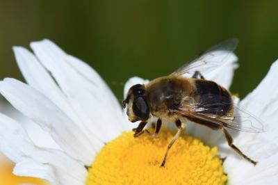 <i>Eristalis tenax</i>