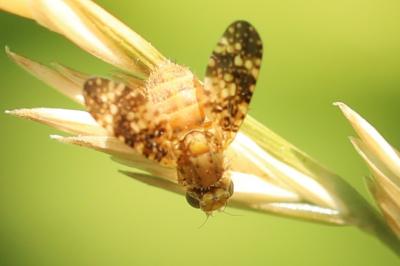 <i>Oxyna flavipennis</i>