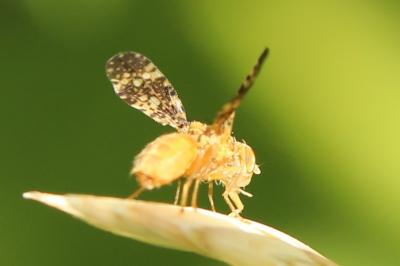 <i>Oxyna flavipennis</i>