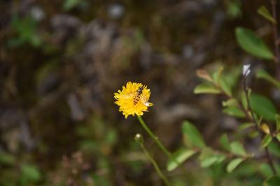 <i>Episyrphus balteatus</i>