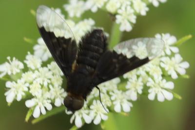 <i>Hemipenthes morio</i>