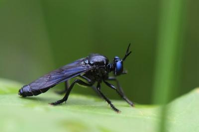 <i>Dioctria atricapilla</i>