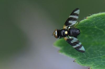 <i>Urophora quadrifasciata</i>
