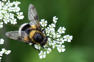 <i>Volucella bombylans</i>