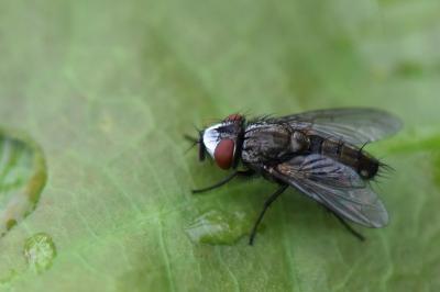 <i>Metopia argyrocephala</i>