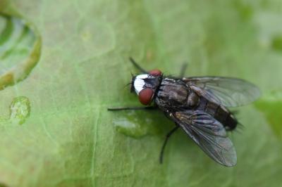 <i>Metopia argyrocephala</i>