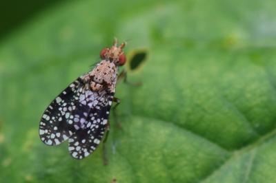 <i>Trypetoptera punctulata</i>