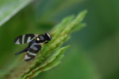 <i>Urophora quadrifasciata</i>