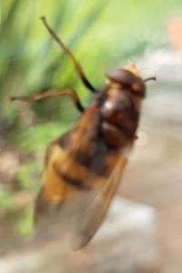 <i>Volucella</i>