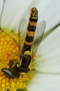 <i>Sphaerophoria scripta</i>