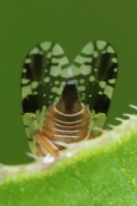 <i>Tephritis neesii</i>