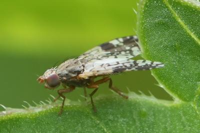 <i>Tephritis neesii</i>