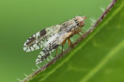 <i>Tephritis neesii</i>