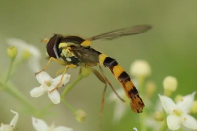 <i>Sphaerophoria scripta</i>
