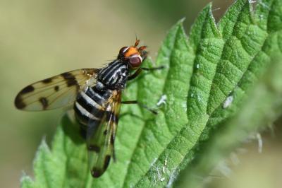 <i>Otites porcus</i>