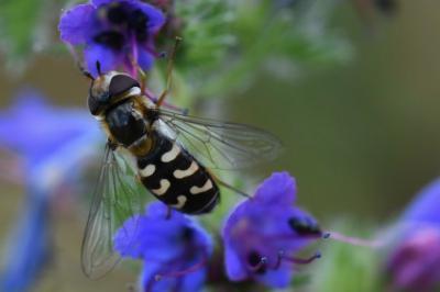 <i>Scaeva pyrastri</i>