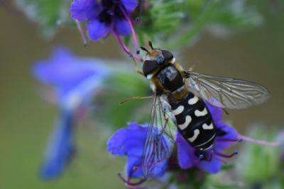 <i>Scaeva pyrastri</i>