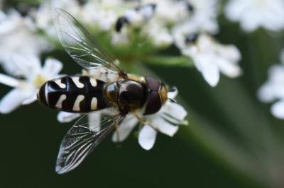 <i>Scaeva pyrastri</i>