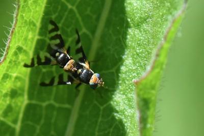 <i>Urophora quadrifasciata</i>
