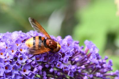 <i>Volucella zonaria</i>
