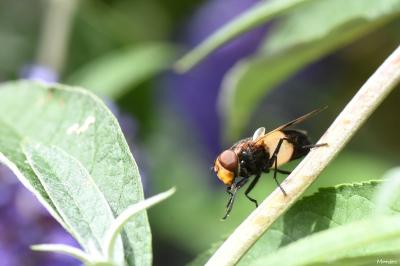 <i>Volucella pellucens</i>