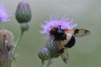 <i>Volucella pellucens</i>