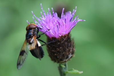 <i>Volucella pellucens</i>