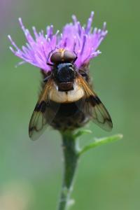 <i>Volucella pellucens</i>