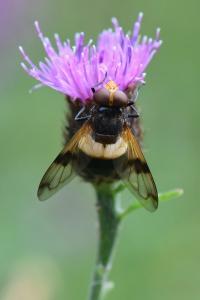<i>Volucella pellucens</i>