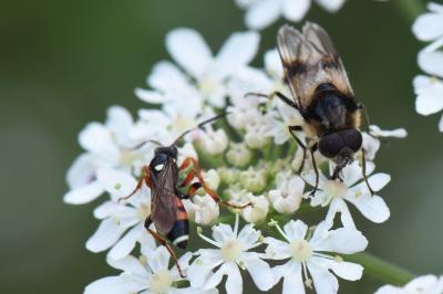 <i>Cheilosia illustrata</i>
