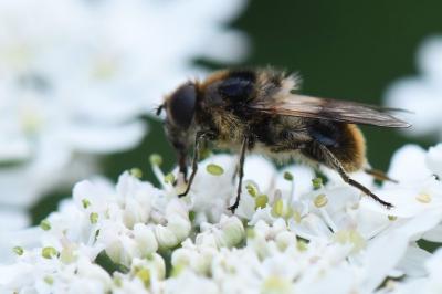 <i>Cheilosia illustrata</i>