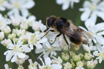 <i>Cheilosia illustrata</i>