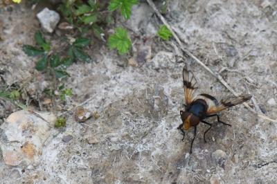 <i>Volucella pellucens</i>