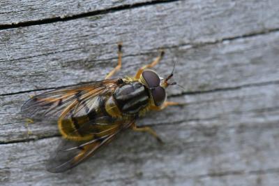 <i>Ferdinandea cuprea</i>