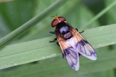 <i>Volucella pellucens</i>