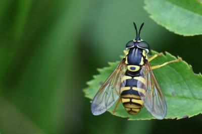 <i>Chrysotoxum verralli</i>