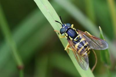 <i>Chrysotoxum verralli</i>