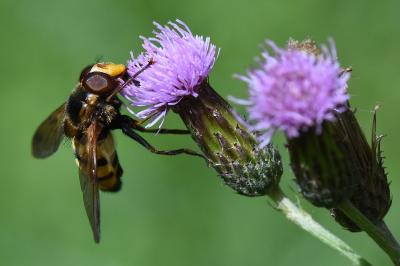 <i>Volucella inanis</i>