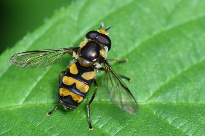 <i>Didea fasciata</i>