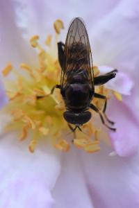 <i>Chalcosyrphus nemorum</i>
