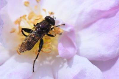 <i>Chalcosyrphus nemorum</i>