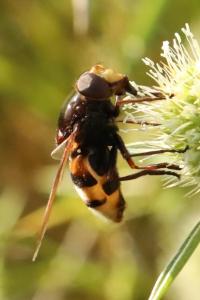 <i>Volucella zonaria</i>