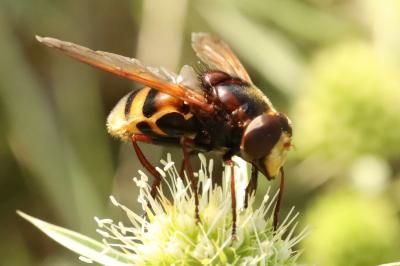 <i>Volucella zonaria</i>