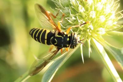 <i>Spilomyia saltuum</i>