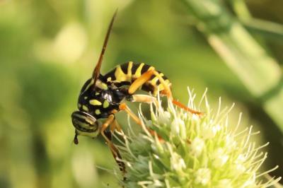 <i>Spilomyia saltuum</i>