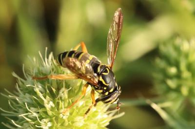 <i>Spilomyia saltuum</i>