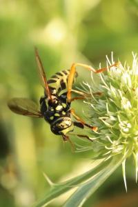 <i>Spilomyia saltuum</i>