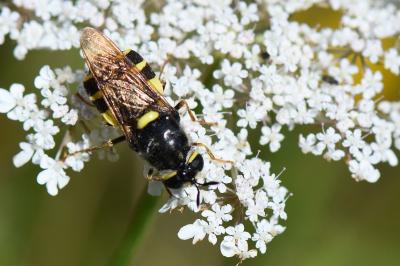 <i>Stratiomys potamida</i>